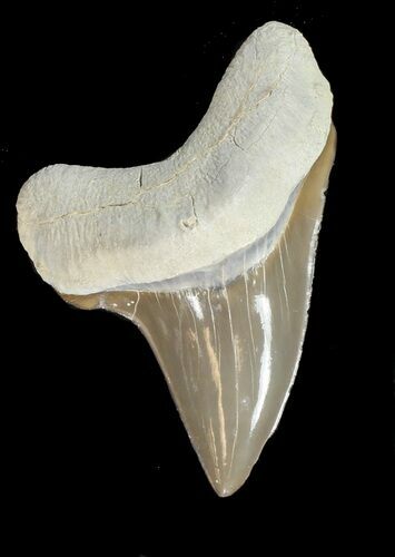 Killer Cretoxyrhina Shark Tooth - Kansas #42950